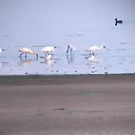 فندق مبيت وإفطار Txl 3*